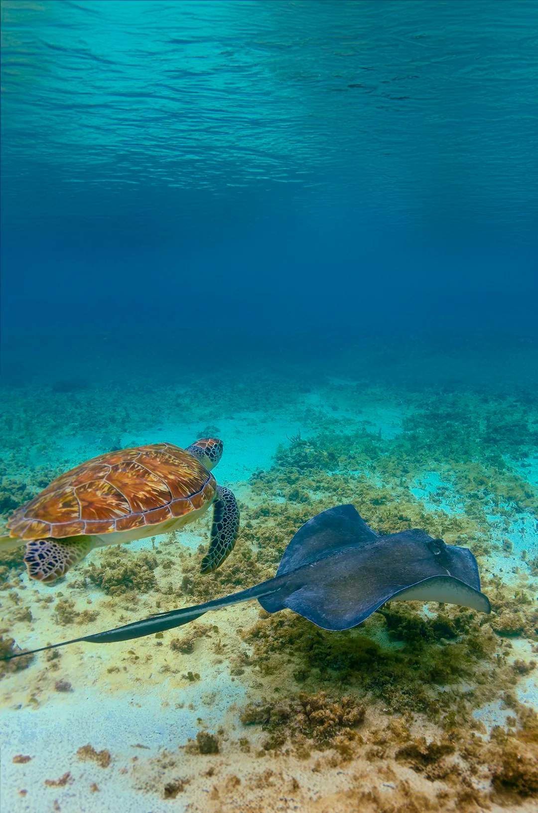 Tortuga marina y raya en una reserva natural en Cancún.