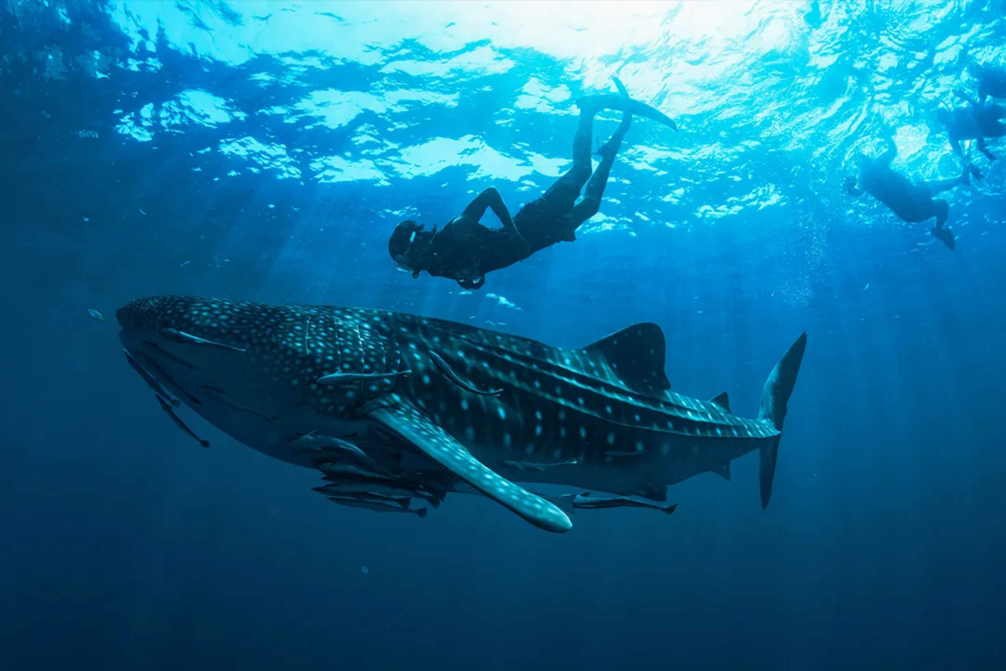 Snorkeling with whale shark in crystal-clear ocean, guided eco tour with swimmers in open blue water