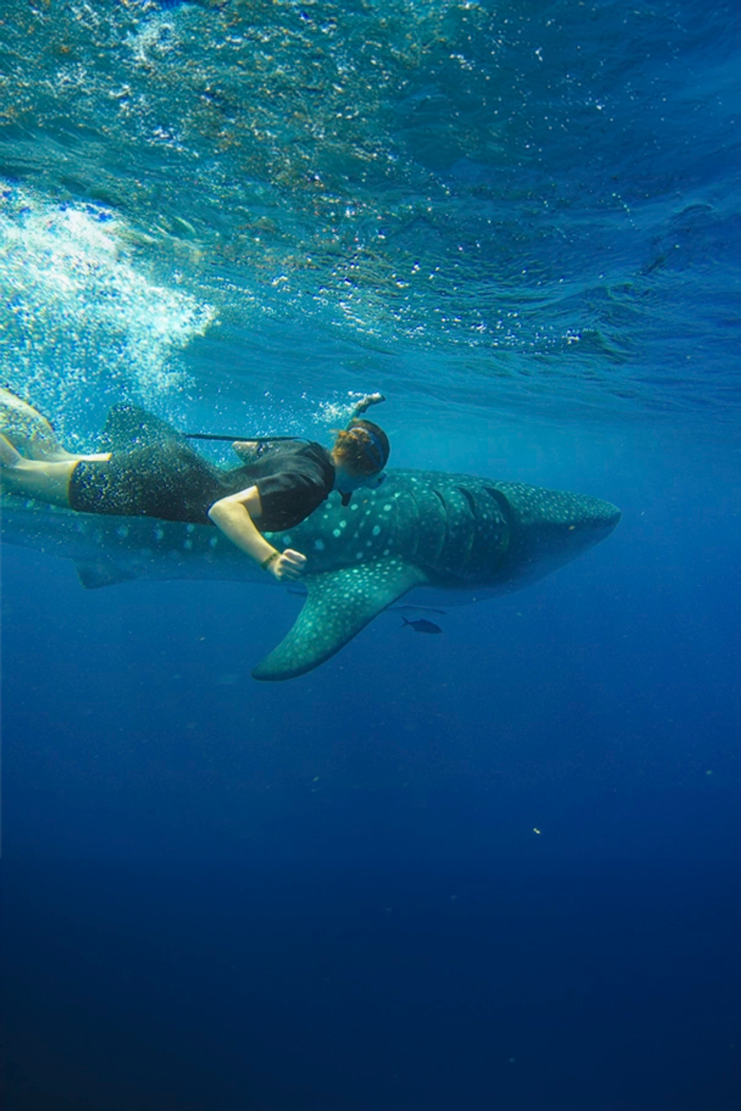 A snorkeler swimming alongside a whale shark in Cancun's clear blue waters.