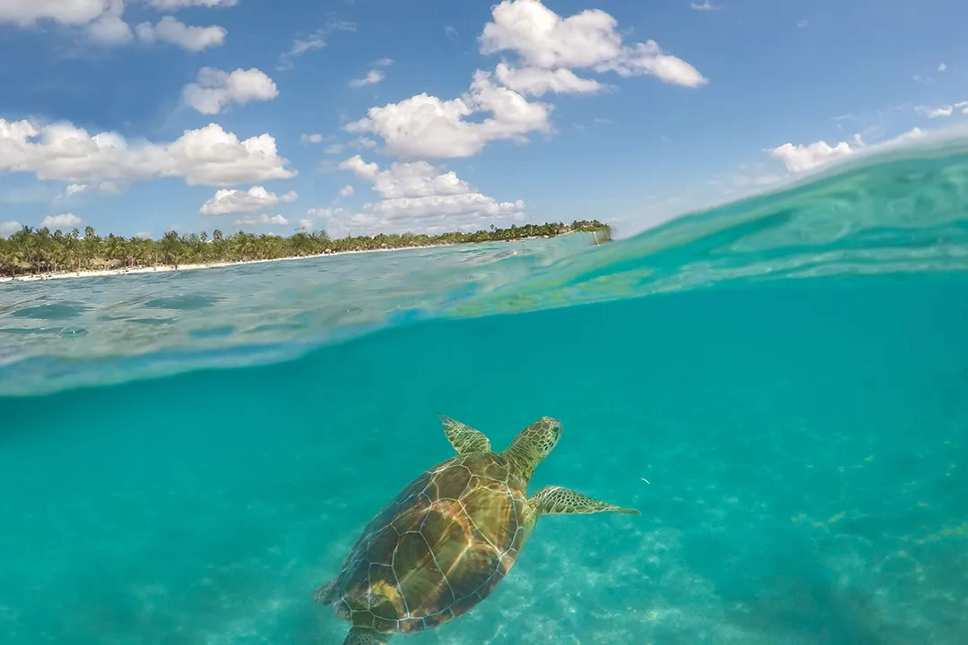 Tortuga marina nadando en aguas turquesa cristalinas cerca de la playa Akumal, Riviera Maya, Mexico