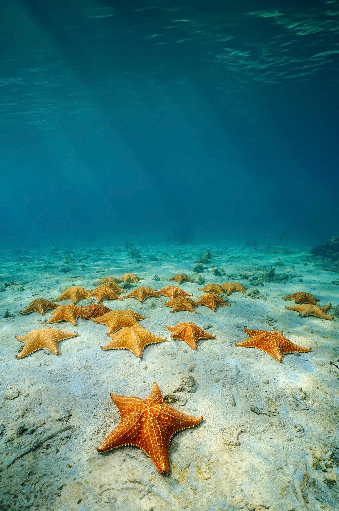 El Cielo, Cozumel: Fondos marinos con numerosas estrellas de mar bajo aguas cristalinas.
