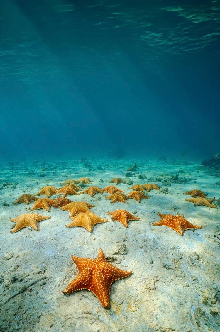 El Cielo, Cozumel: Fondos marinos con numerosas estrellas de mar bajo aguas cristalinas.