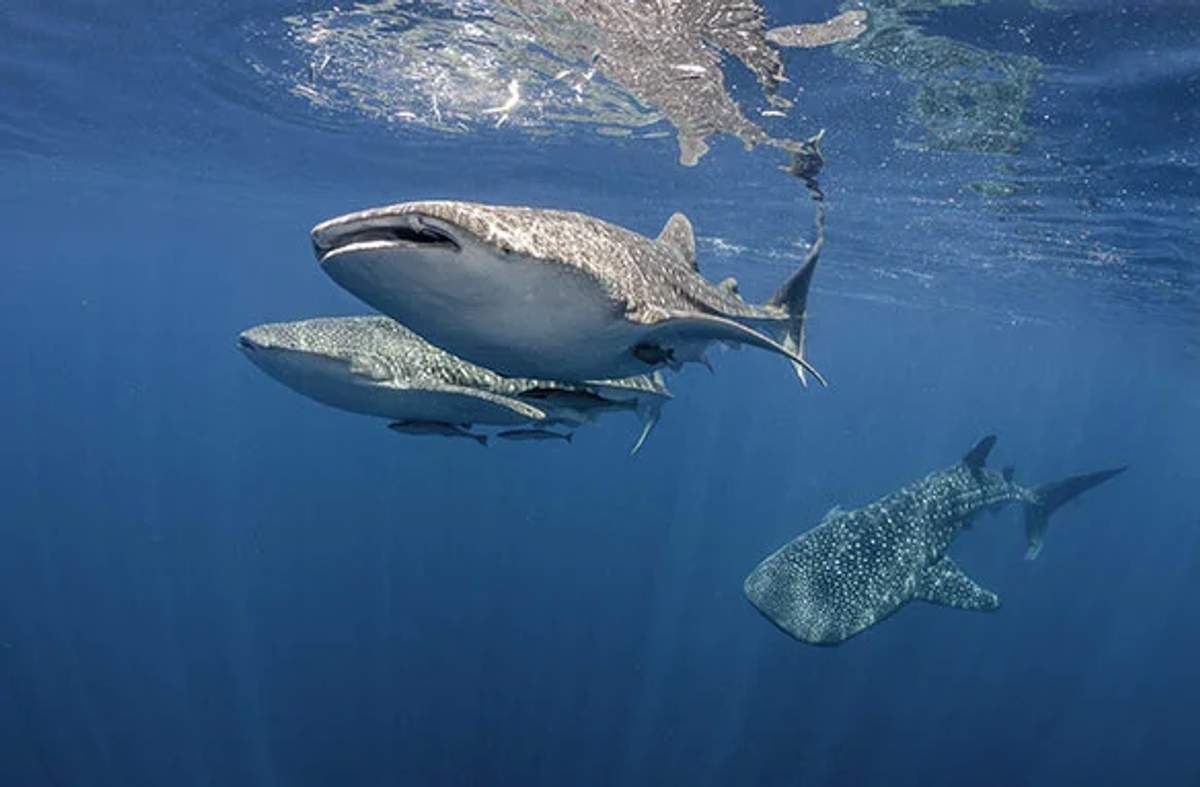 Tres tiburones ballena nadan juntos cerca de la superficie, mostrando su naturaleza gentil y majestuosa.