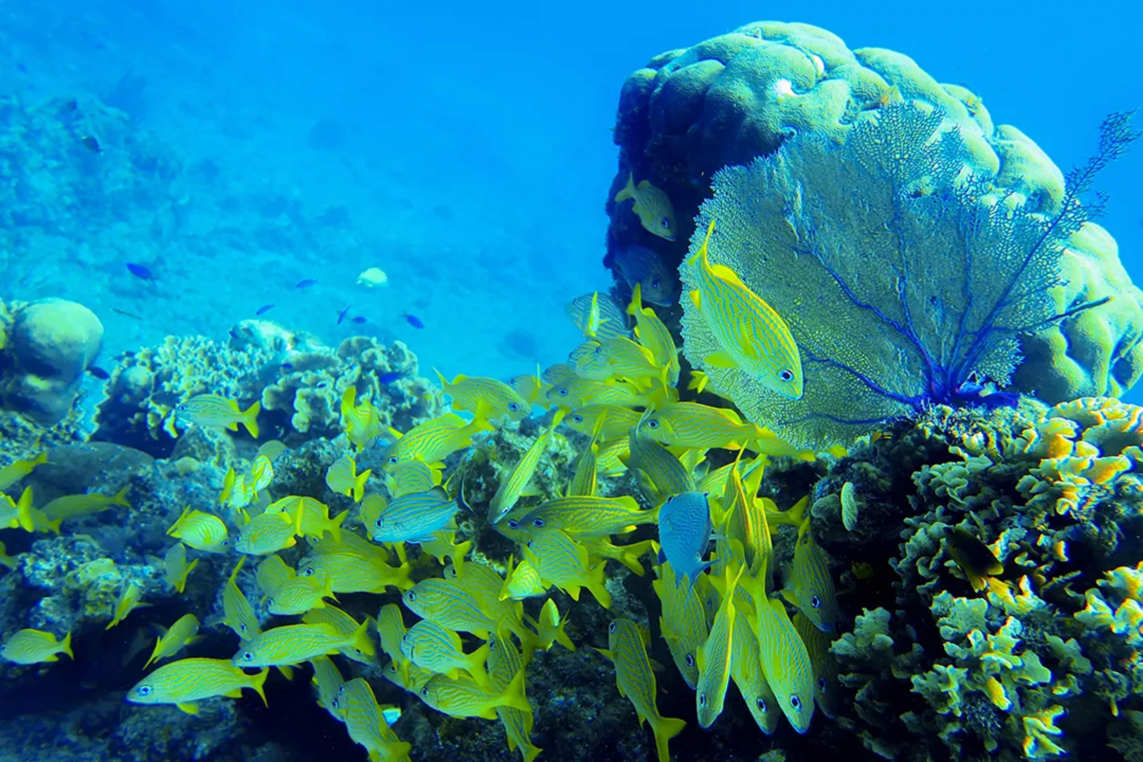 CORAL REEFS IN COZUMEL