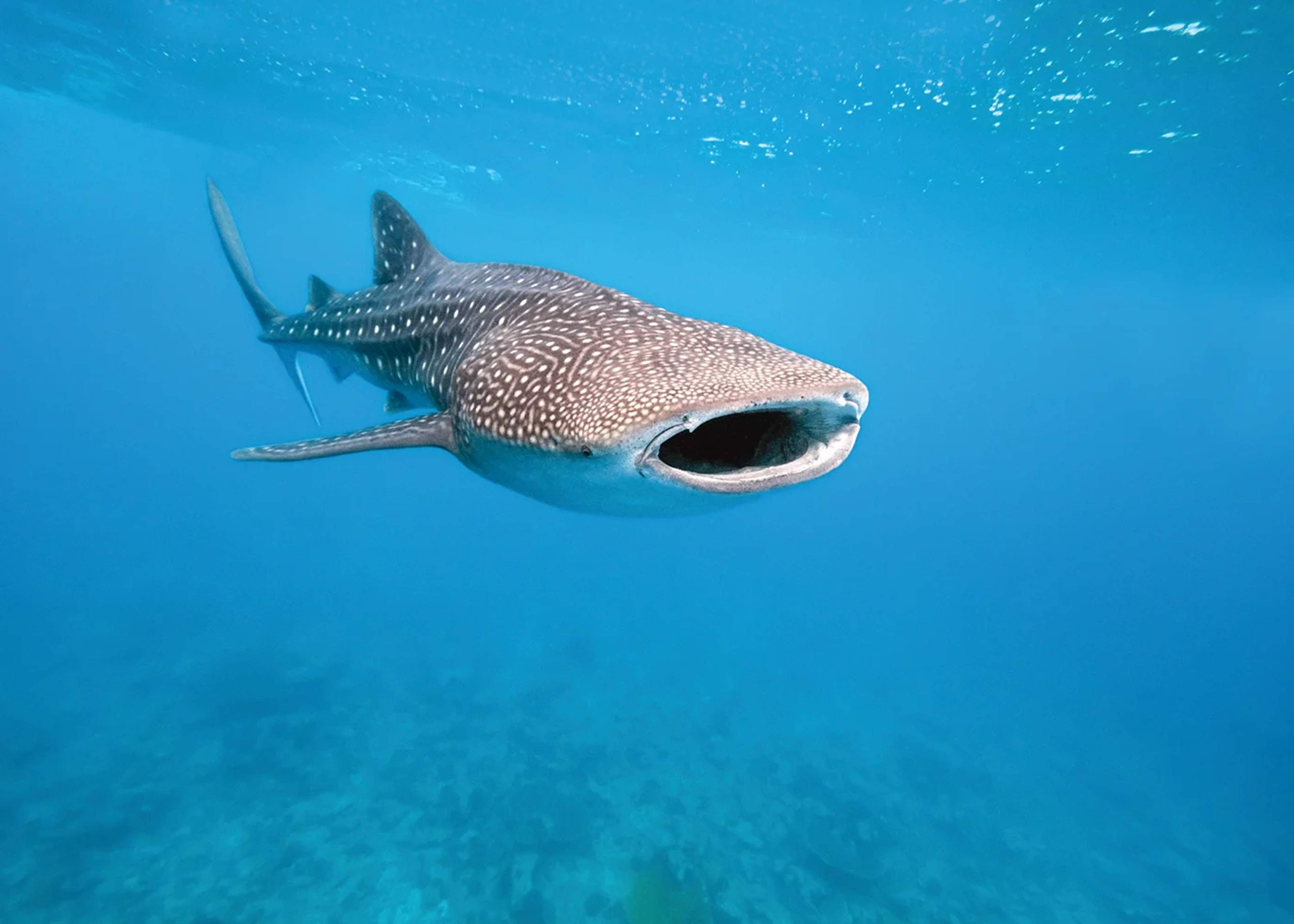 A whale shark swimming in clear blue water with its mouth open. The shark's large, distinctive spotted body and wide mouth are prominent in the image, showcasing its gentle nature and impressive size.