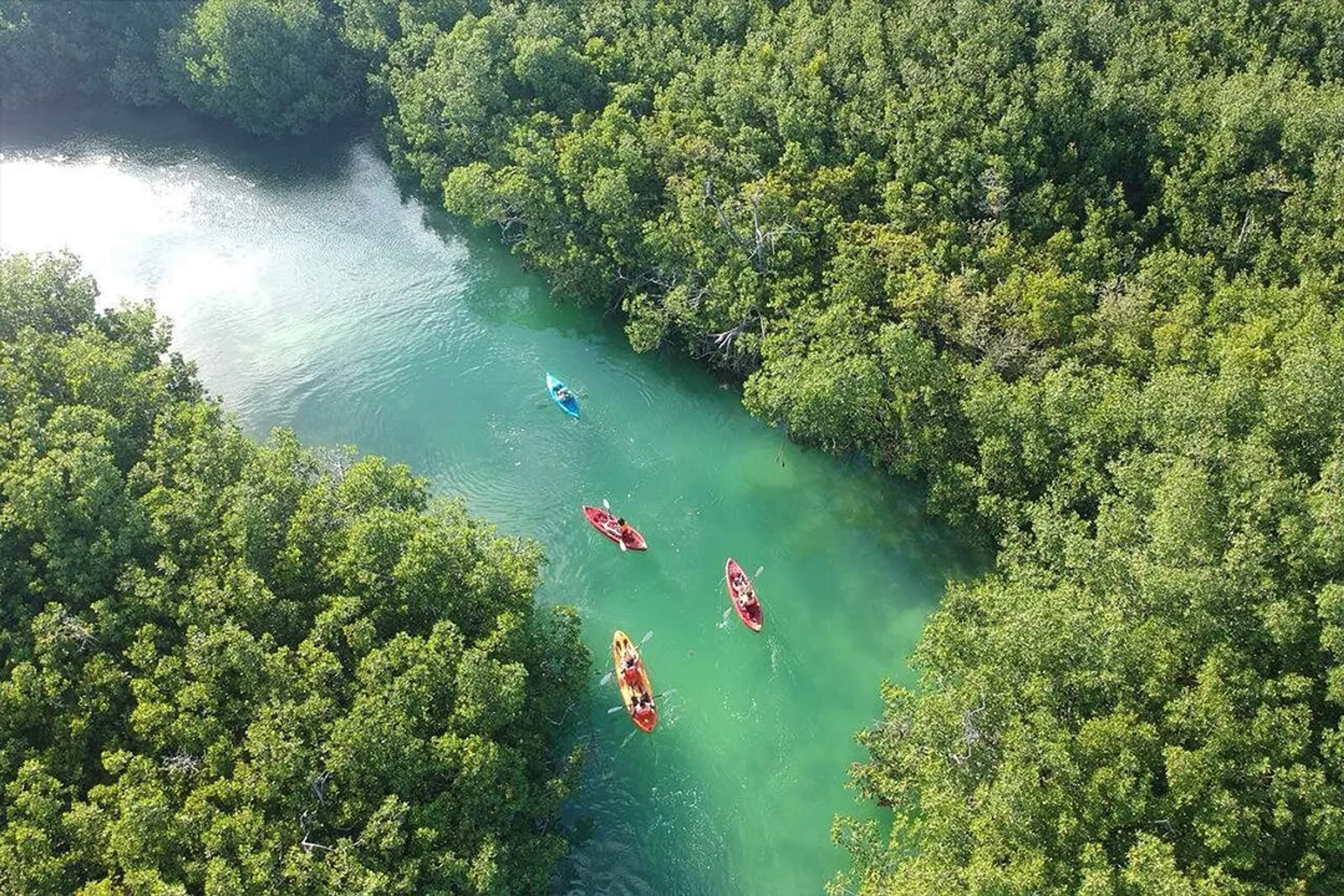 Kayaks exploran canales turquesa entre manglares rodeados de vegetación en la reserva natural de Cancún