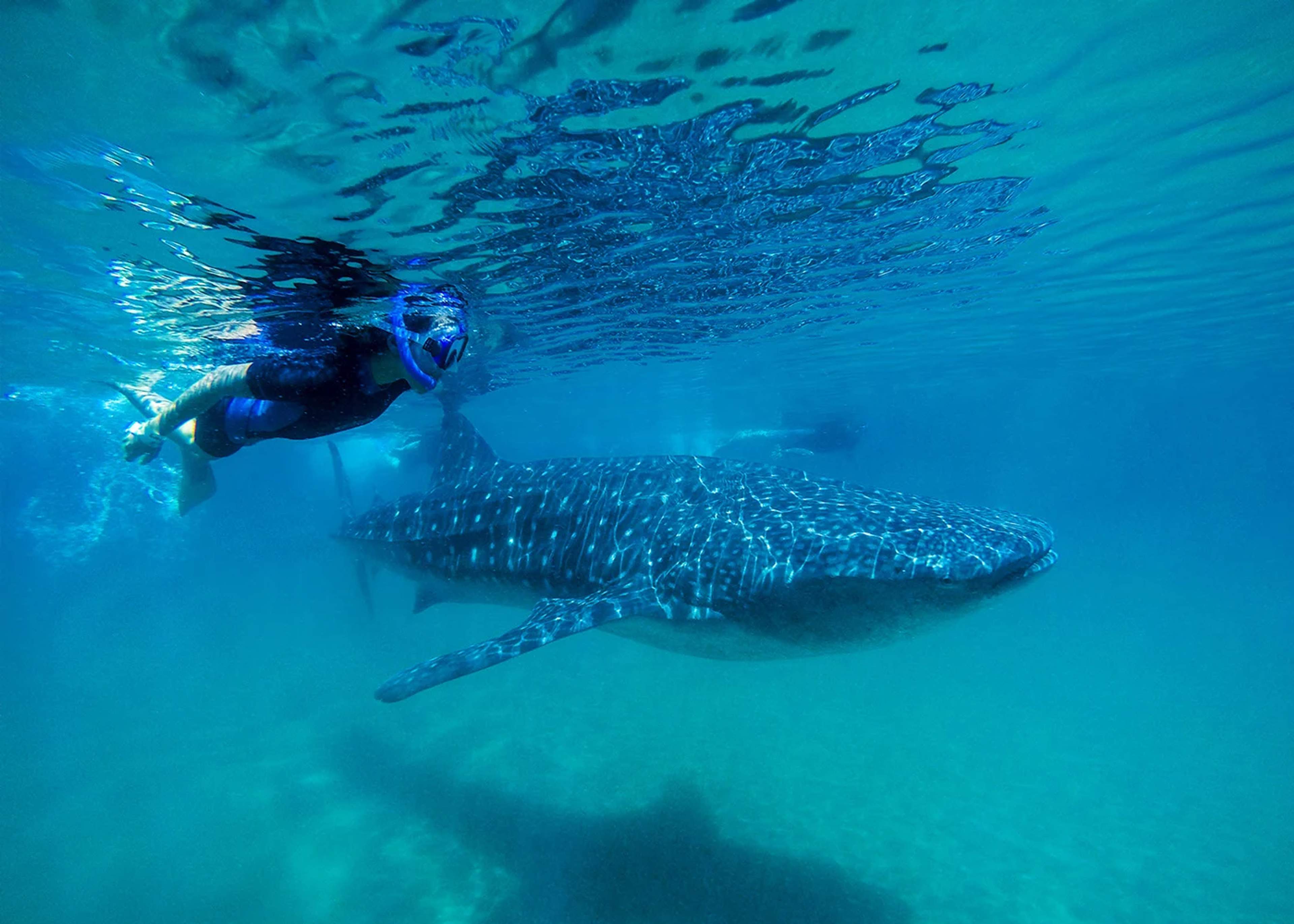 A snorkeler wearing a blue mask swimming next to a whale shark in clear blue waters, highlighting an exciting underwater experience.