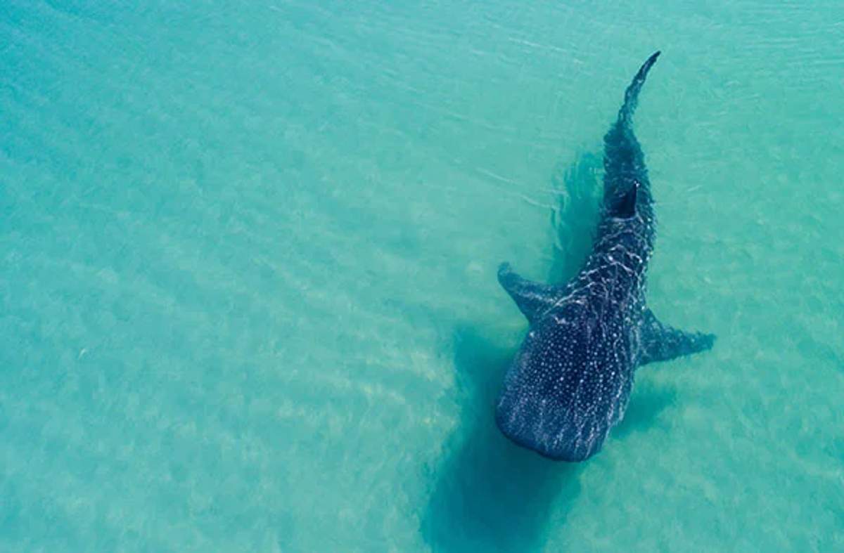 Un tiburón ballena nada en aguas poco profundas y turquesas, mostrando su naturaleza gentil y tamaño impresionante.