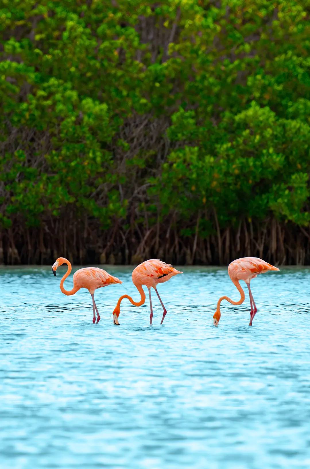 Four flamingos wading in shallow water with lush green foliage in the background