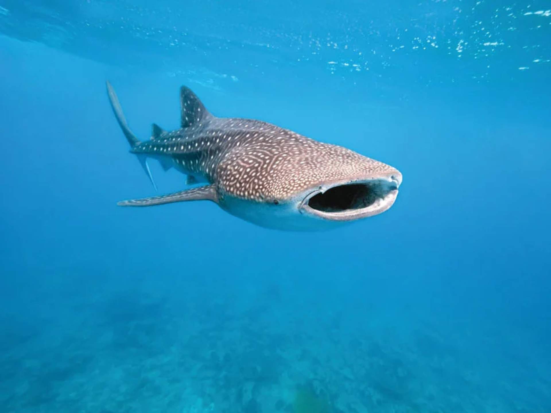  Whale shark spotted in Cancun waters, showcasing its size and gentle nature.