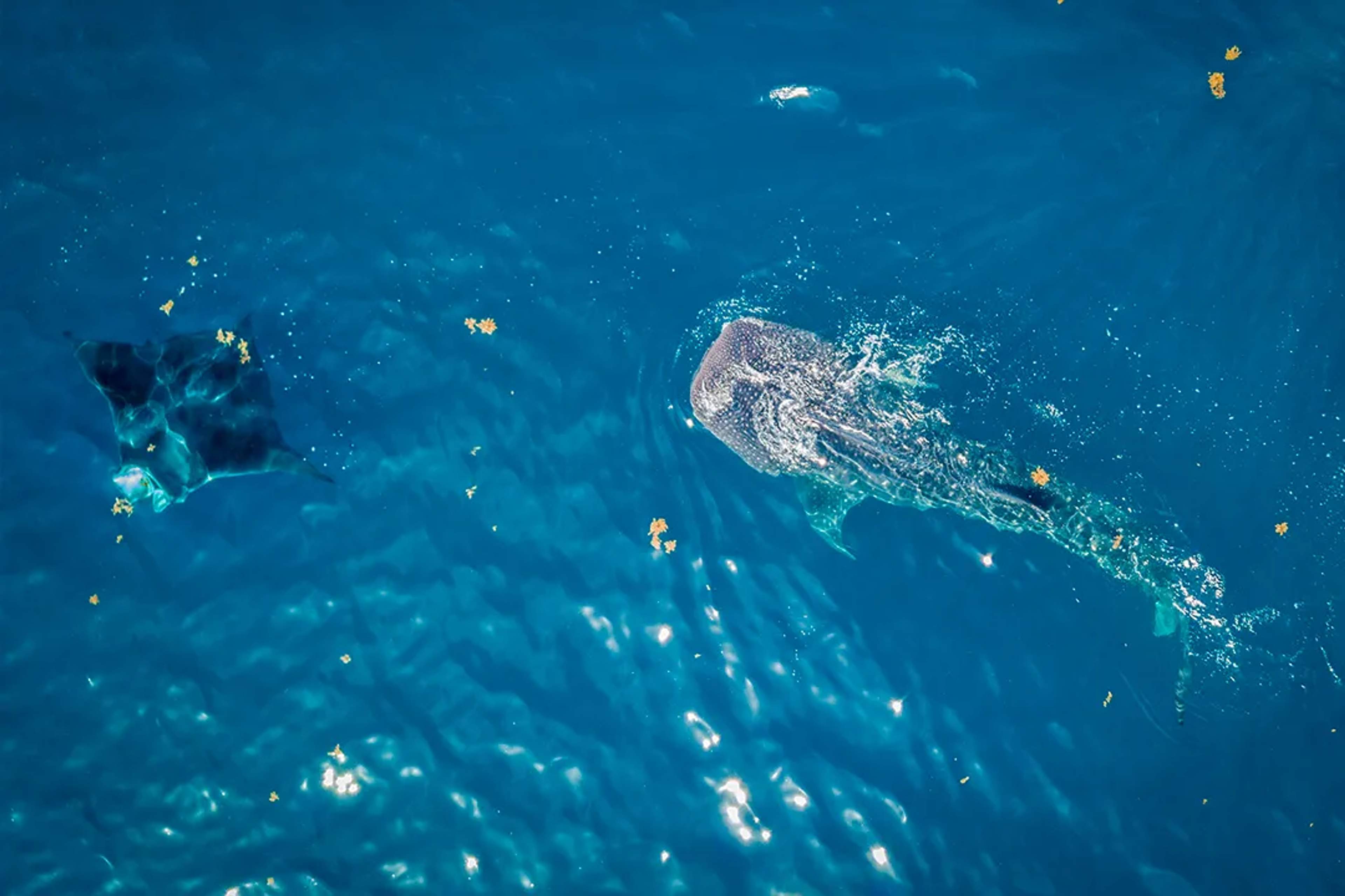 Whale shark and manta ray swimming in clear Caribbean waters during a whale shark tour in Cancun
