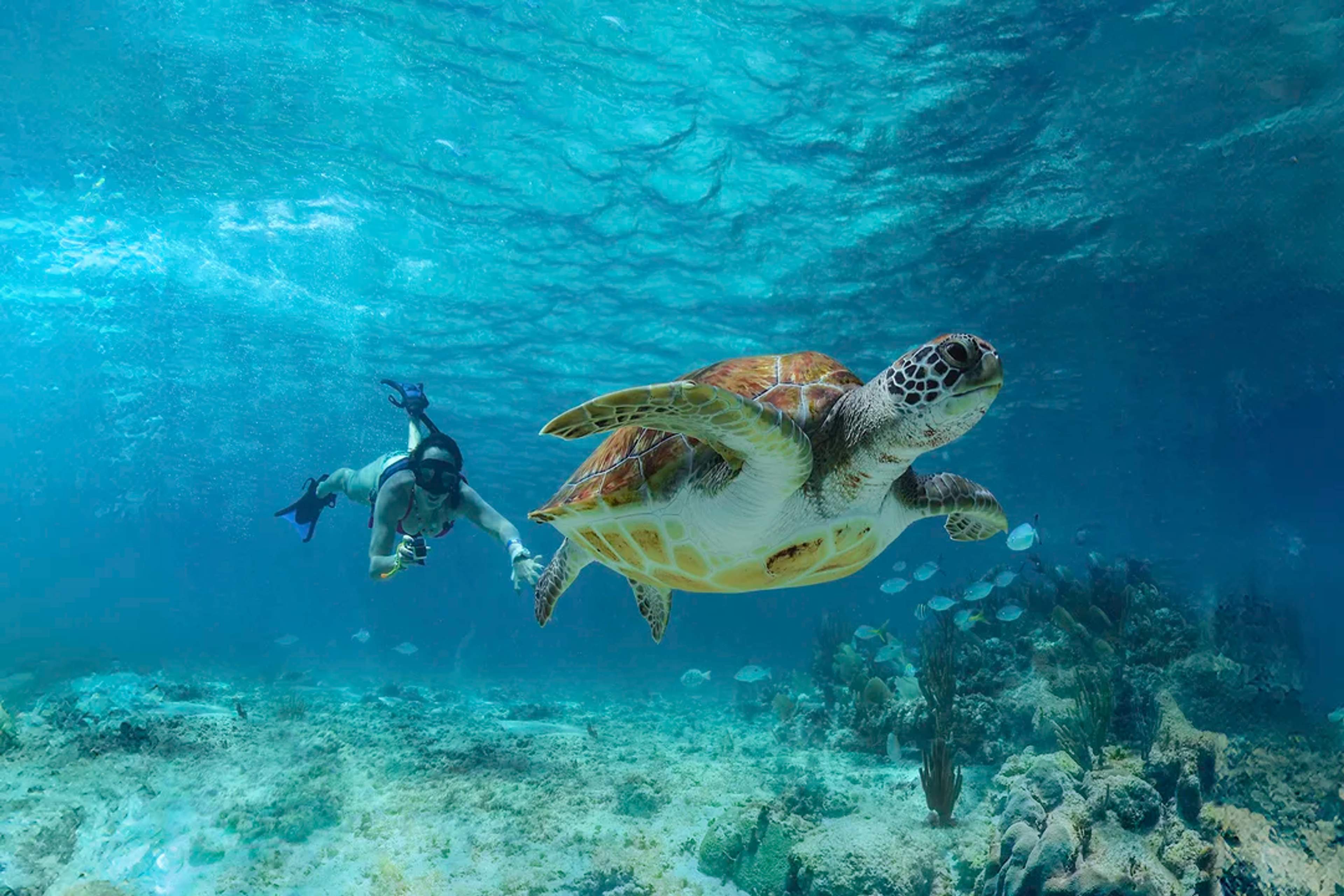 Diver swims close to a sea turtle in crystal-clear waters above a colorful coral reef.