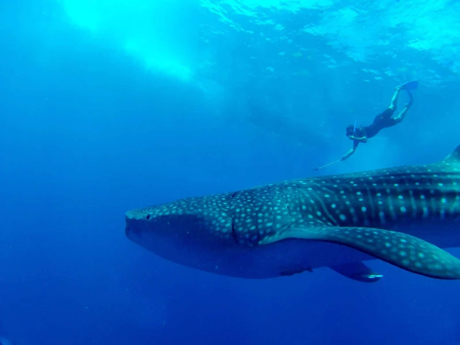 A diver swims alongside a large whale shark in the deep blue ocean.
