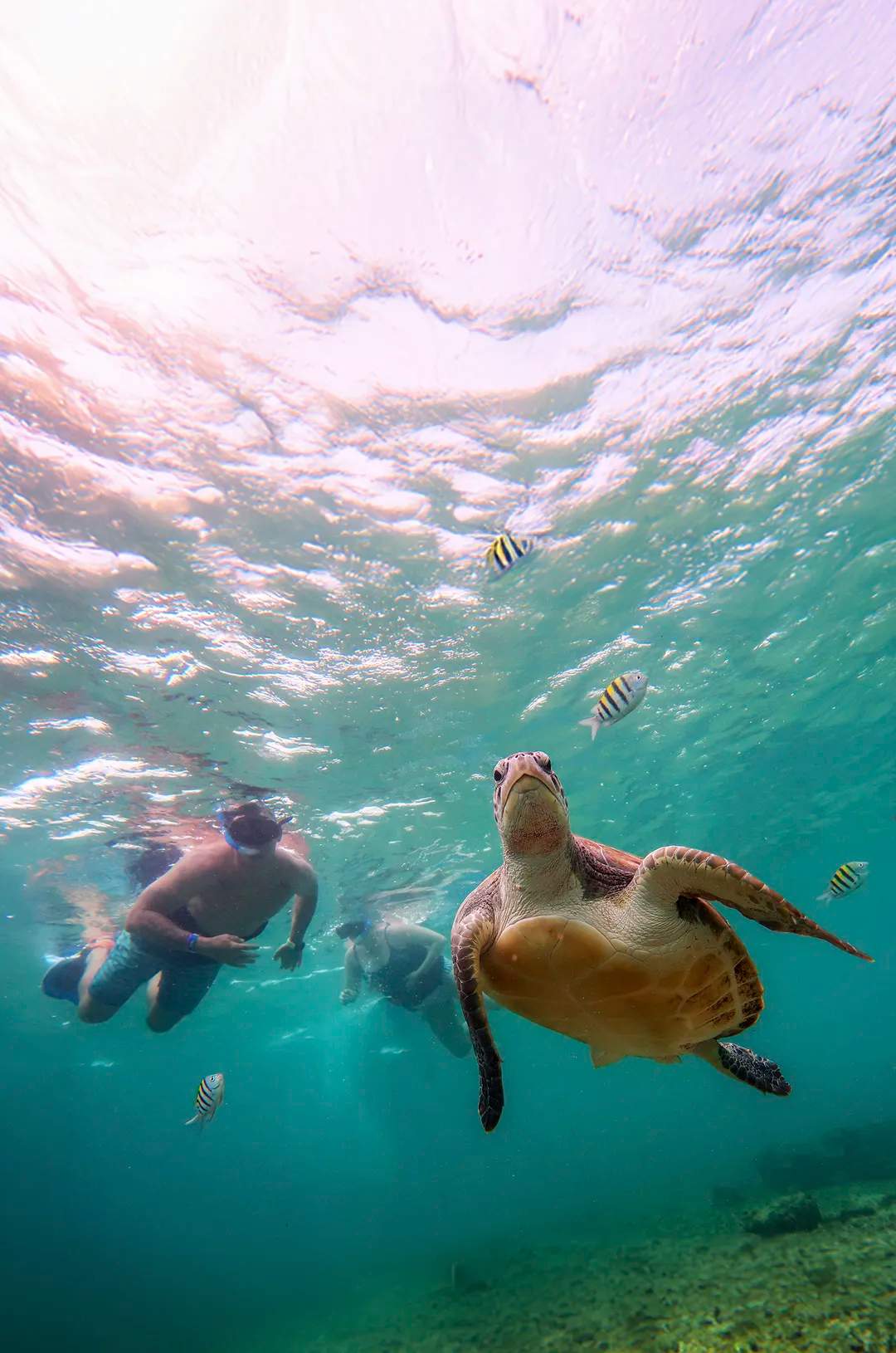 Chica nadando con tortuga marina sobre un arrecife de coral.