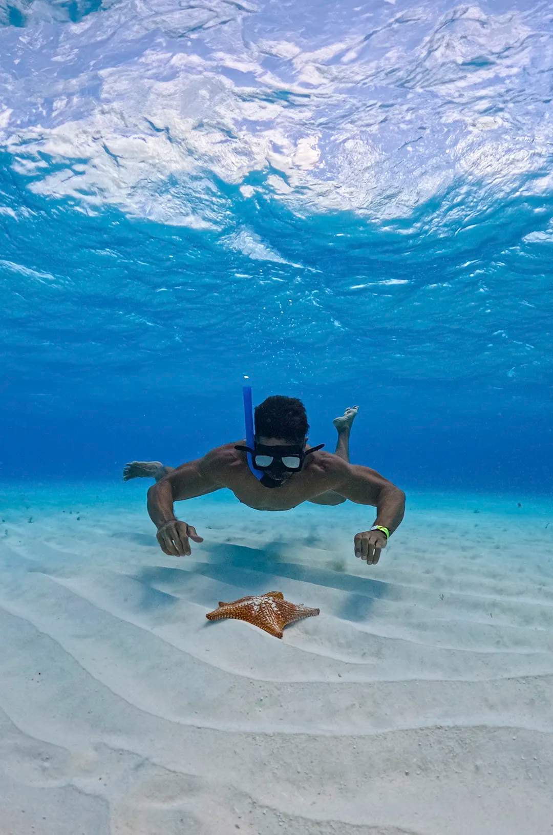 Tour de snorkel en El Cielo, Cozumel: Hombre buceando cerca de una estrella de mar en aguas cristalinas.