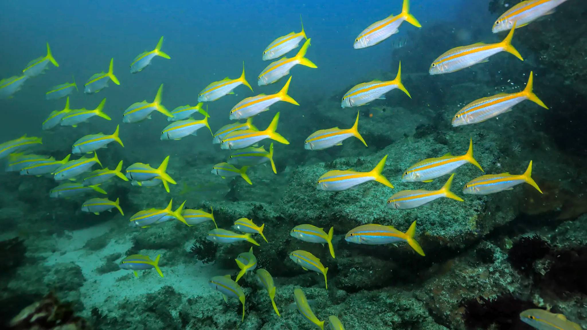 Escuela de pargos de cola amarilla vistos durante un buceo en Cancun.