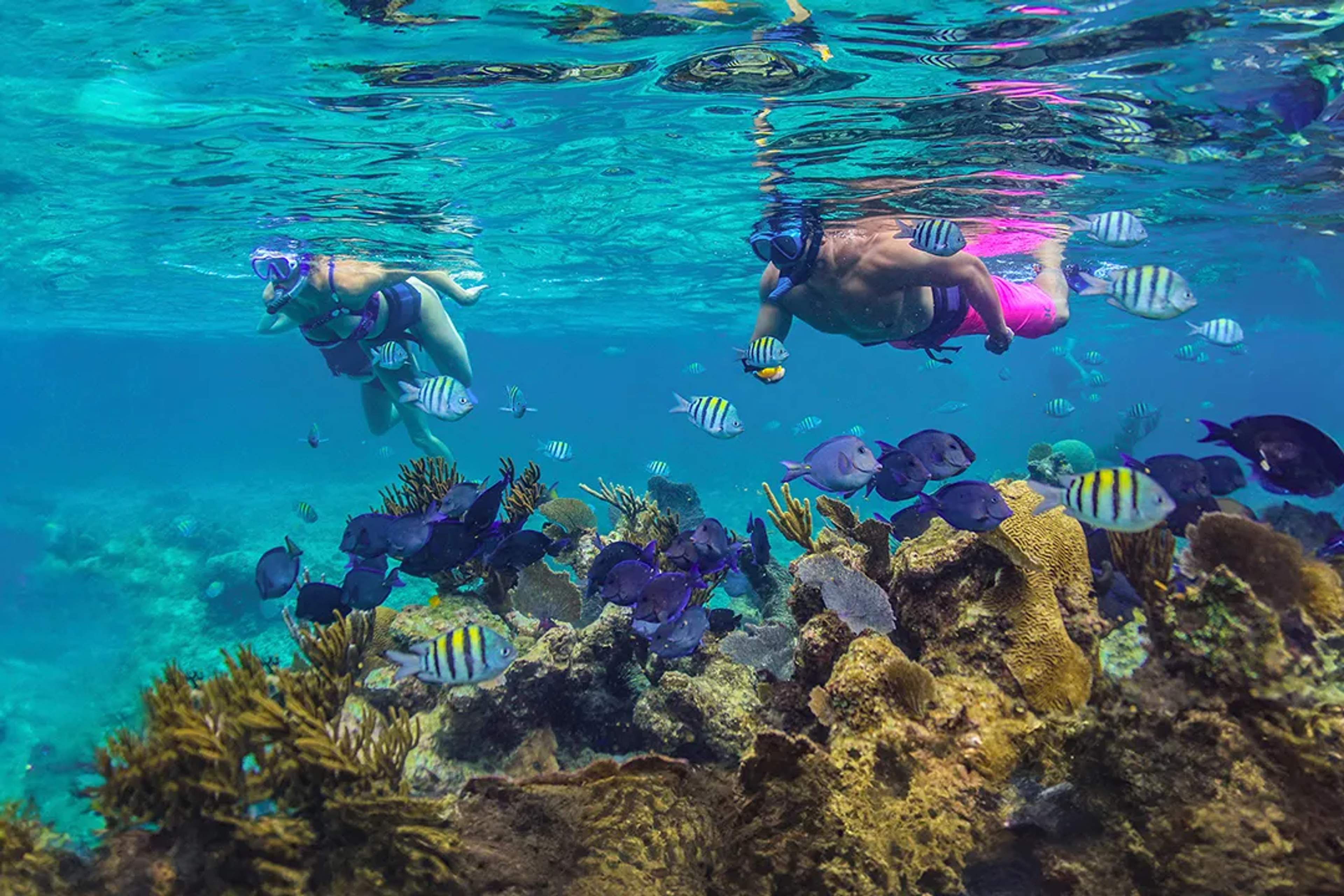 Snorkeling tour in crystal-clear tropical waters, swimmers exploring coral reef and colorful fish underwater