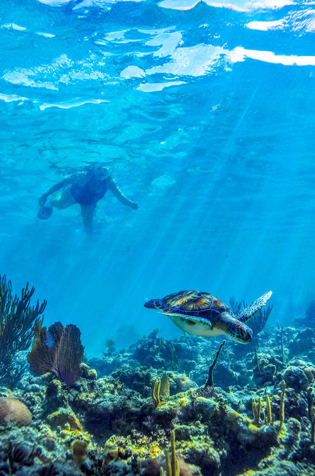 Swim with turtles in Akumal on a guided tour.