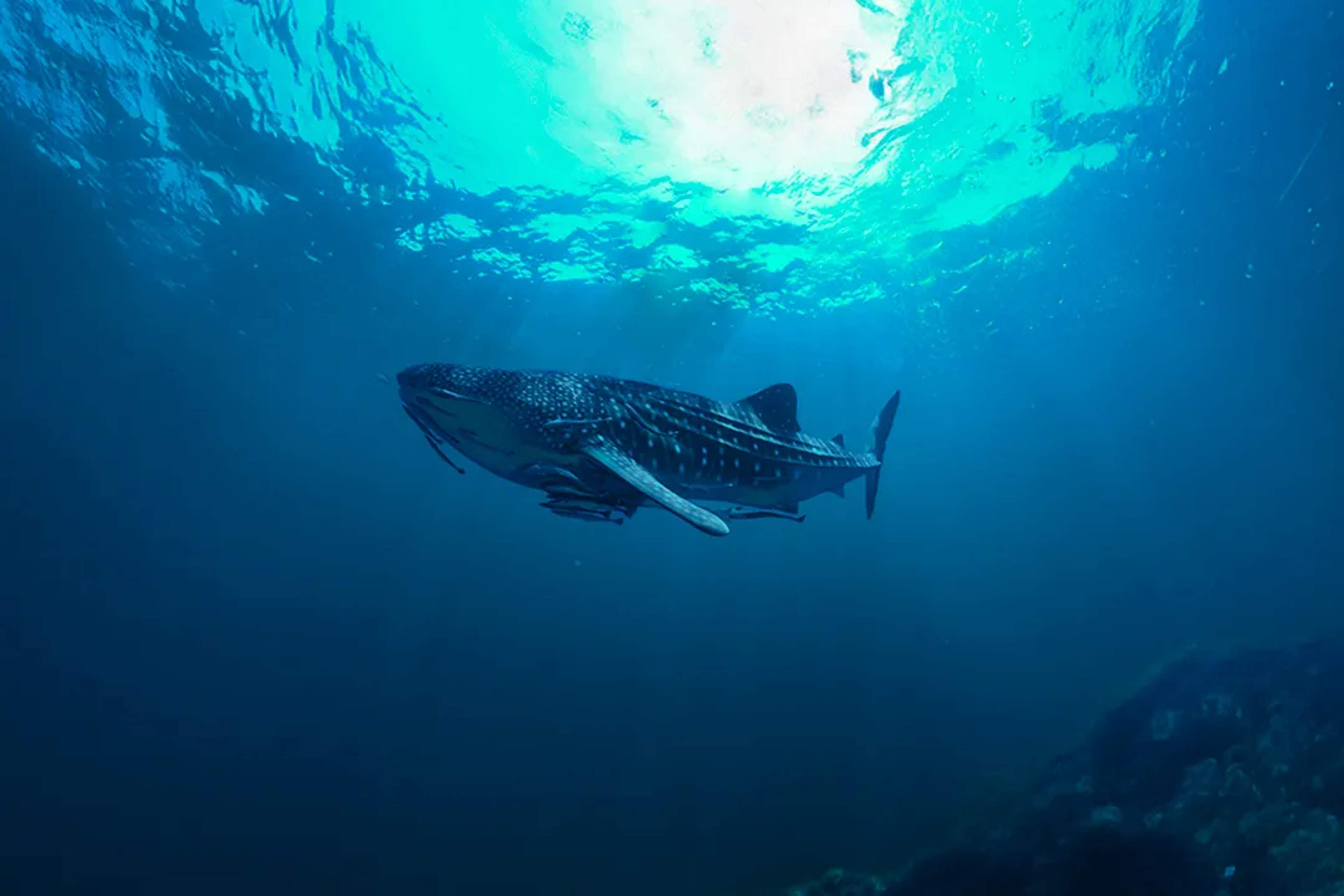 Whale shark swimming beneath sunlight in clear Caribbean waters during a Cancun whale shark snorkeling tour