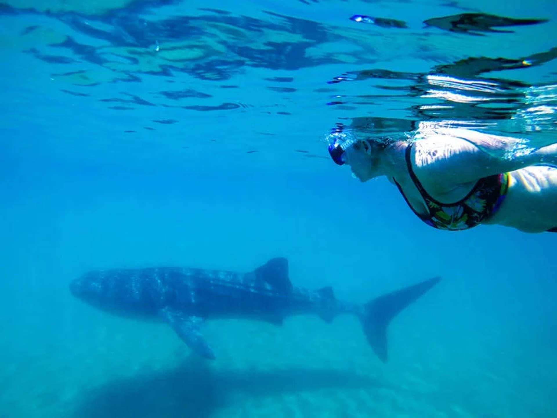 Woman snorkeling underwater near a whale shark in clear blue water.