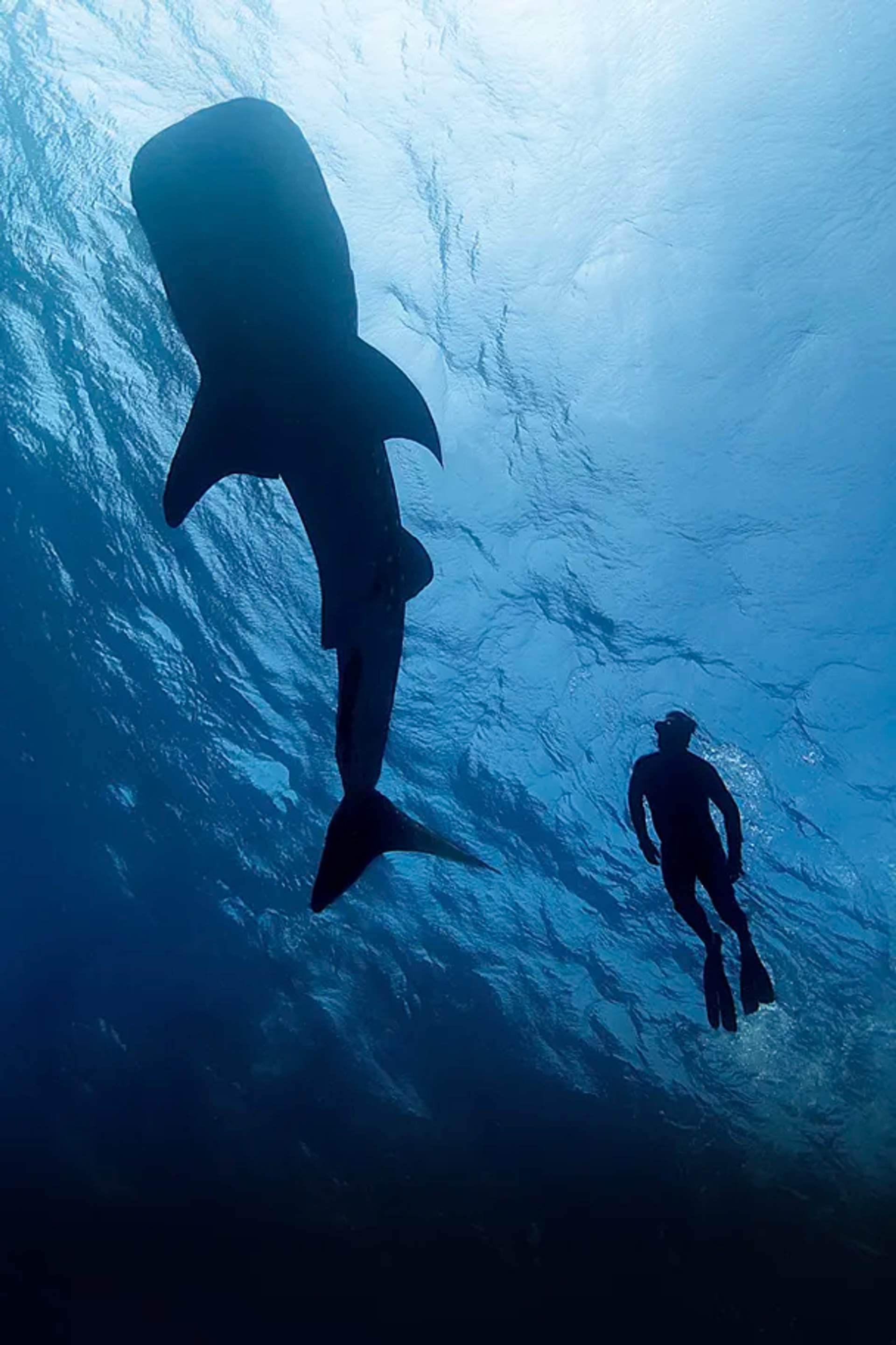 Nadador y majestuoso tiburón ballena se deslizan juntos en el profundo azul del océano.