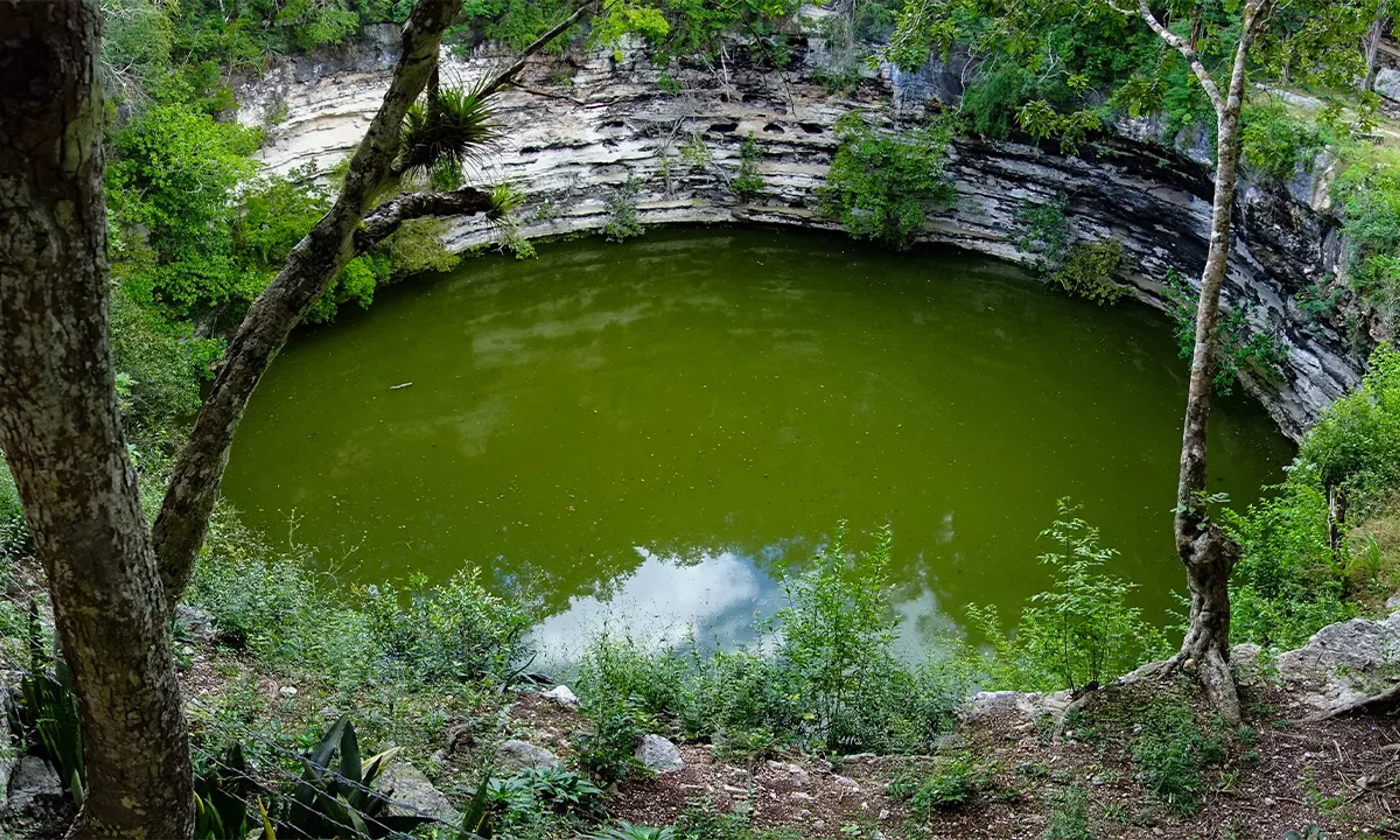 Vista del Cenote Sagrado en Chichén Itzá, rodeado de vegetación densa y aguas verdosas.