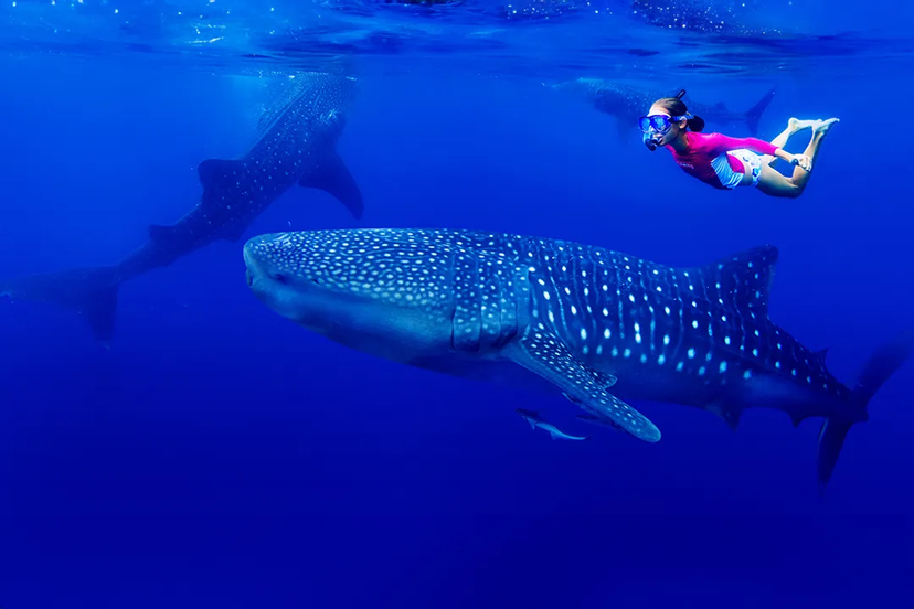 Persona haciendo snorkel junto a un tiburón ballena en aguas azules, destacando una experiencia única.