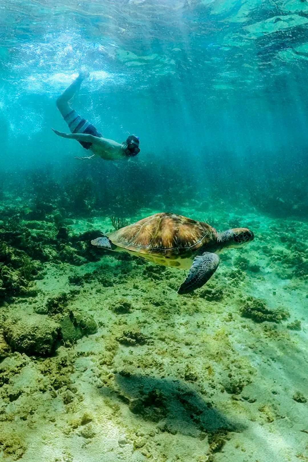 Tour para nadar con tortugas en Akumal Cancun.