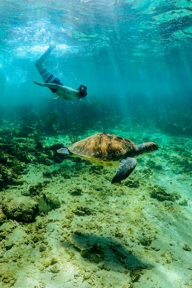 Tour para nadar con tortugas en Akumal Cancun.