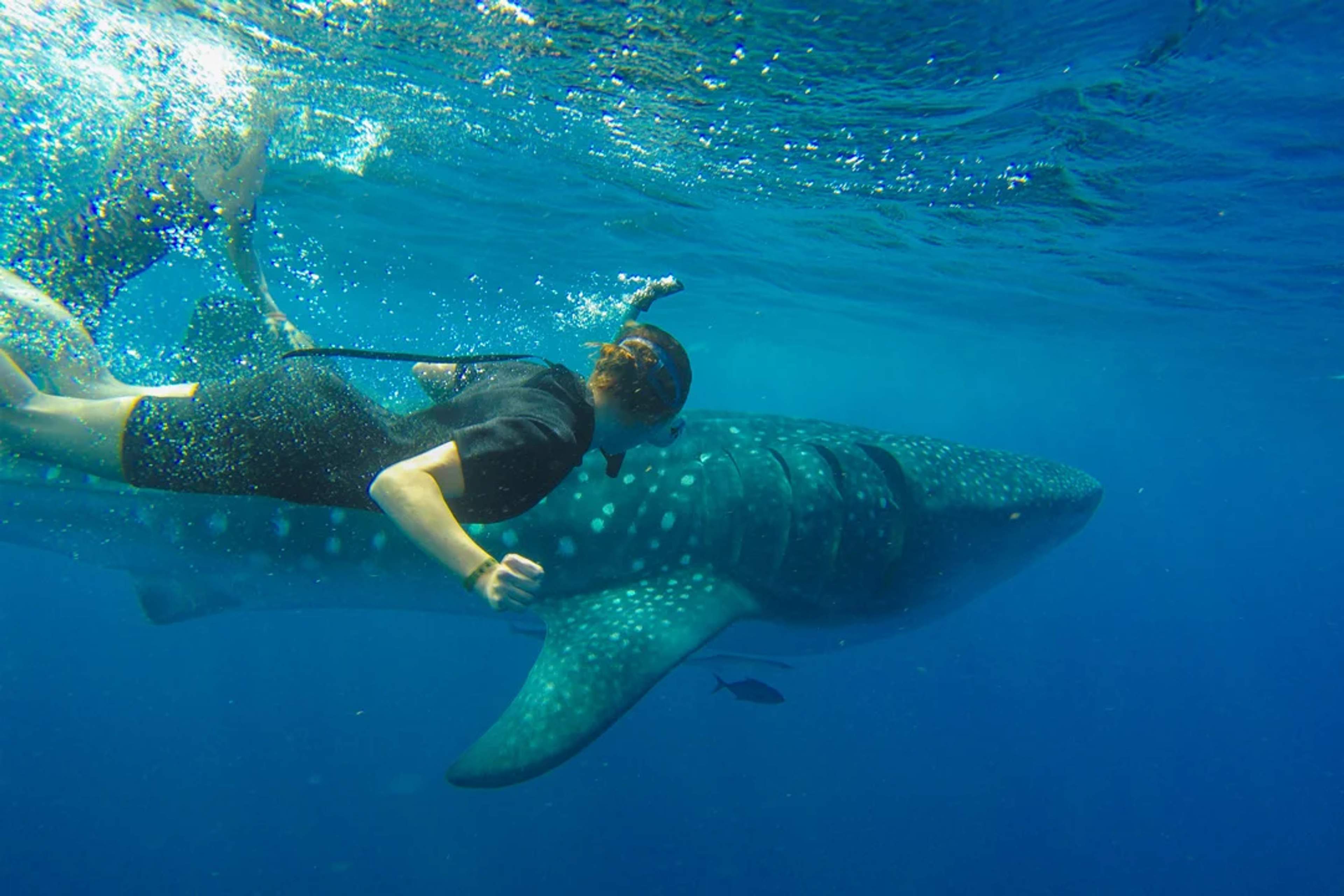 Un buceador nadando junto a un gran tiburón ballena en el océano azul claro.