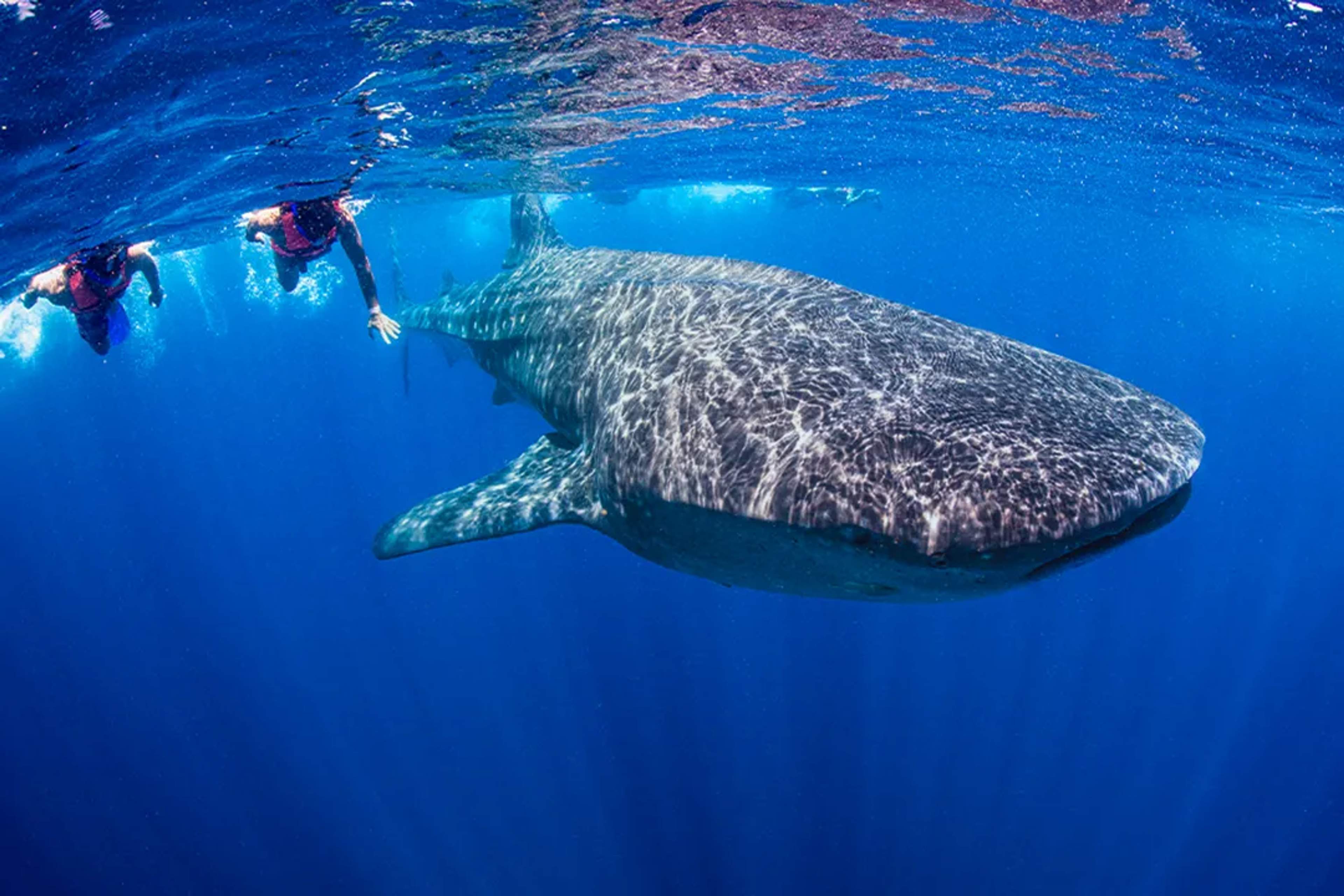 Cancun tour swimming with whale sharks, showcasing local wildlife.