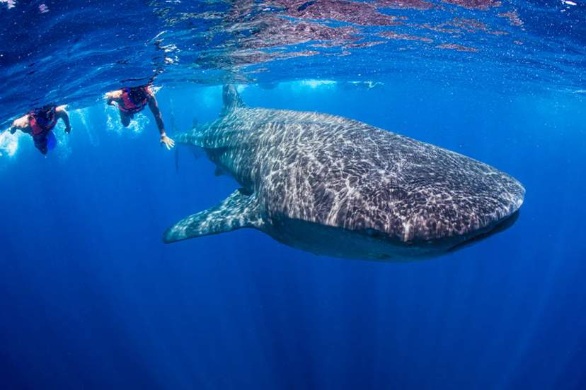 Tour en Cancún nadando con tiburones ballena, destacando la vida salvaje local.