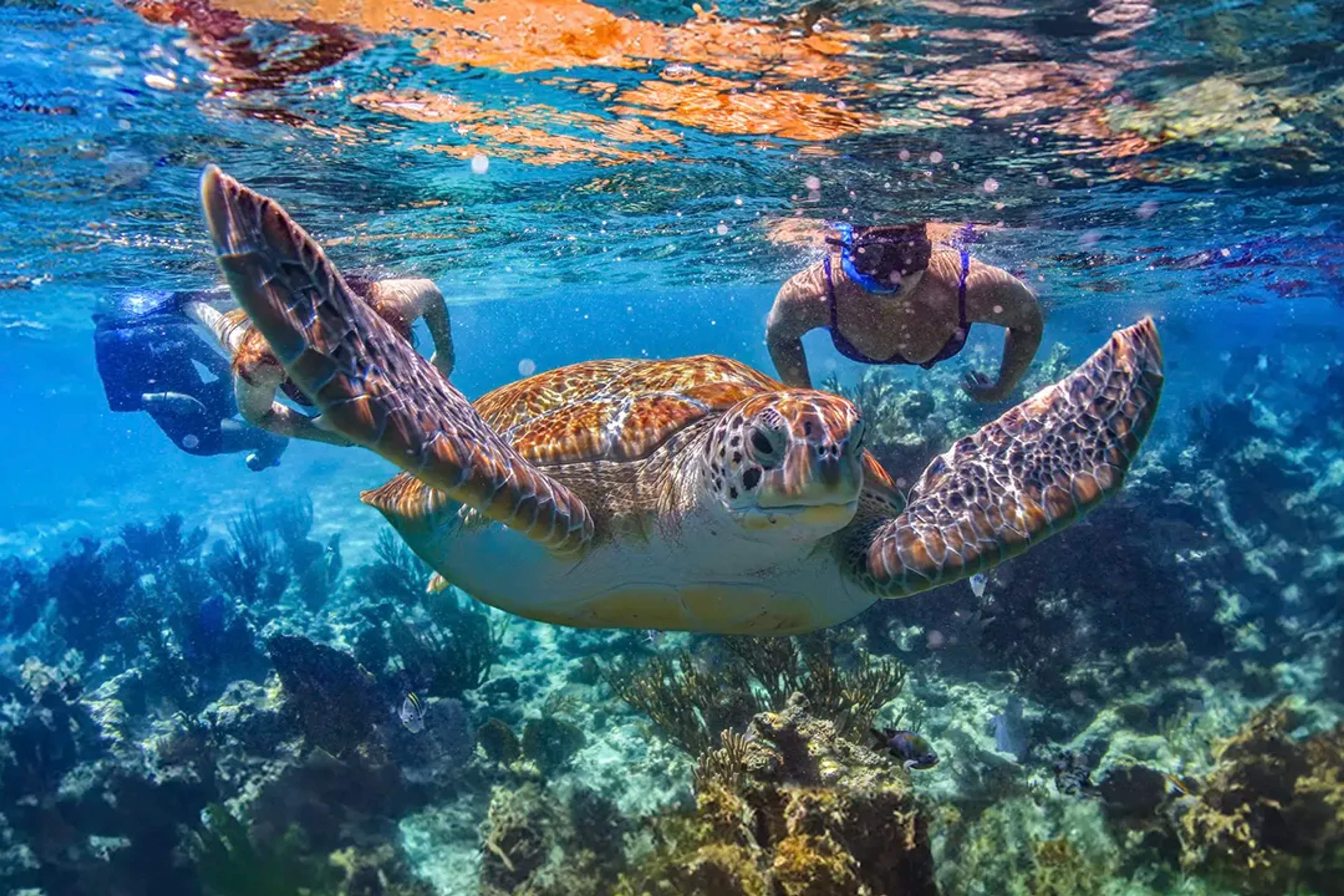 Snorkel con tortuga marina en tour de catamarán en Puerto Morelos con Cancun Adventures