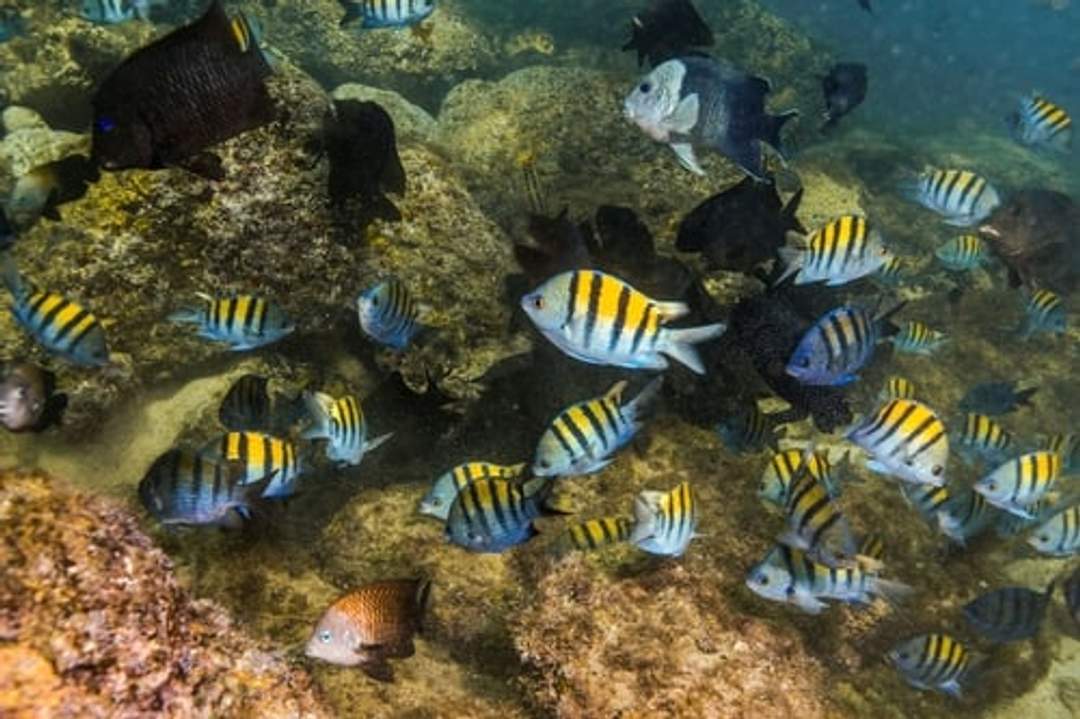 Tropical fish species inhabit the cenotes of Cancun, showcasing vibrant colors and diversity.