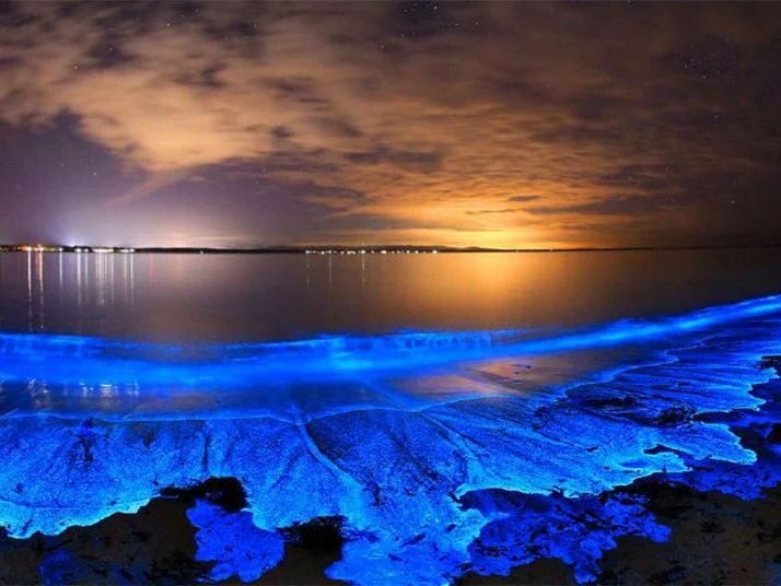10 Best Glow-in-the-Dark Beaches: See Bioluminescence in India