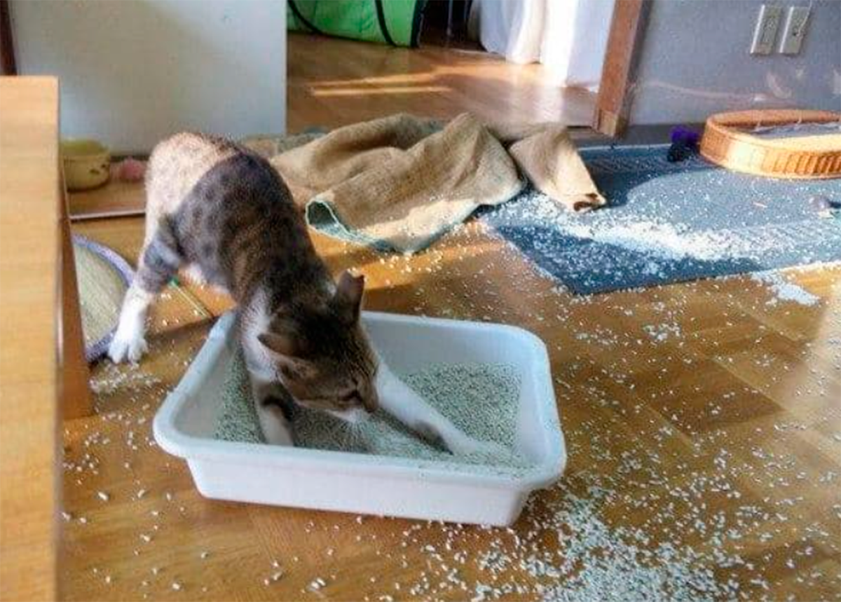 Tu gato se hace del baño donde no debe? Aprende a lidiar con el lío