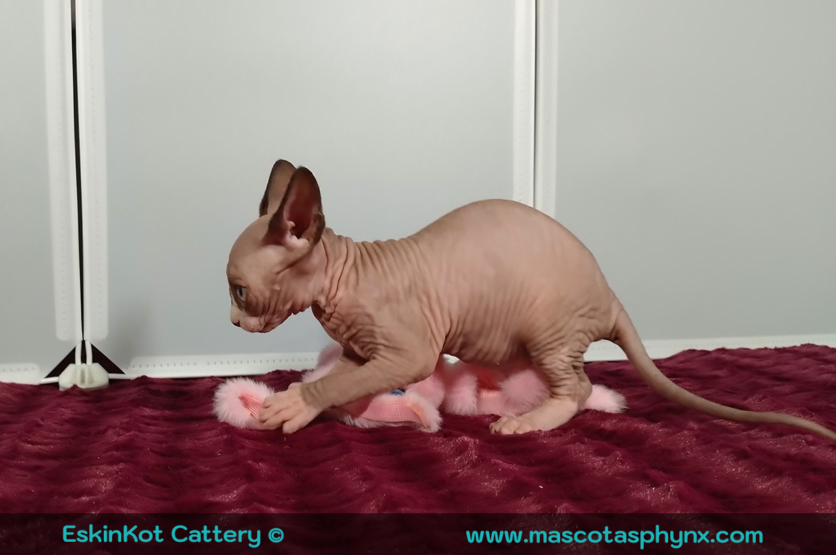 un gato sphynx corriendo