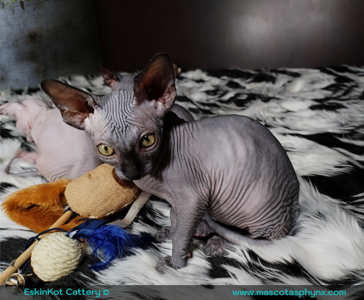 Un gato spyhnx negro al lado de juguetes