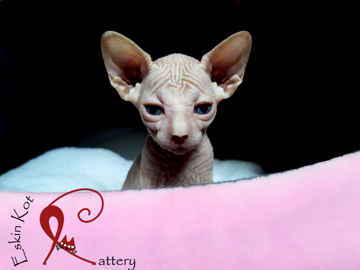 Gato sphynx, elfo, bambino y dwelf, ¿son lo mismo?