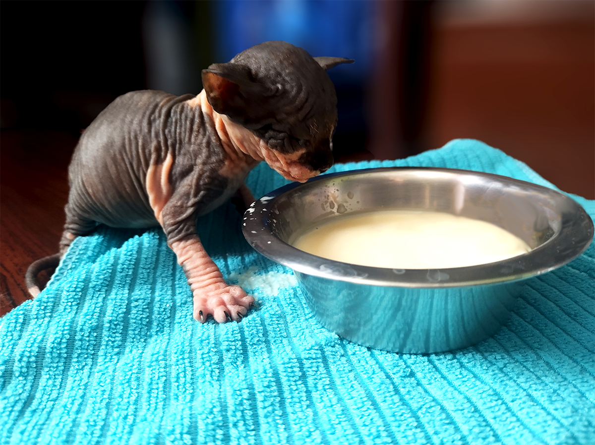 Gato sphynx (esfinge) bebe bicolor (negro con manchas blancas) tomando leche