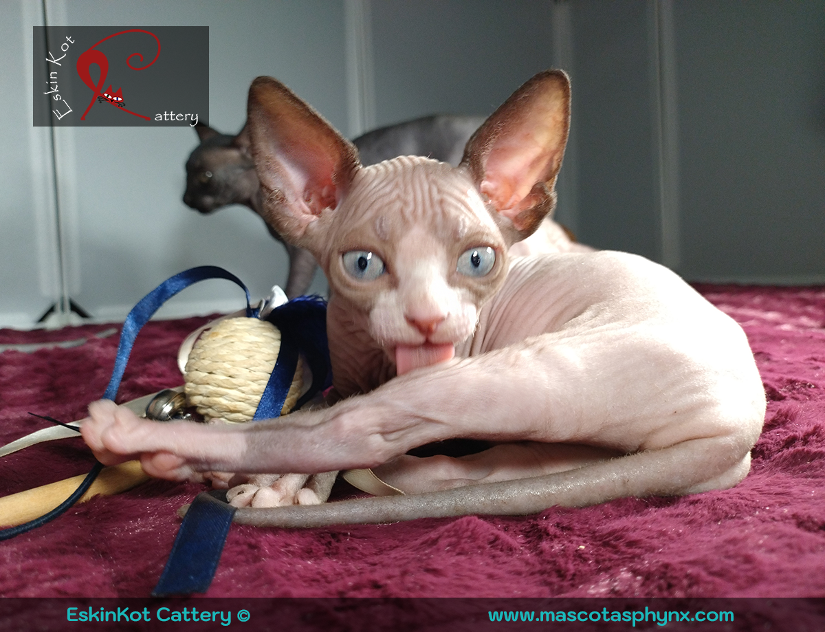 ¿Un gato egipcio? Derribamos los 7 mitos más grandes sobre los gatos sphynx!