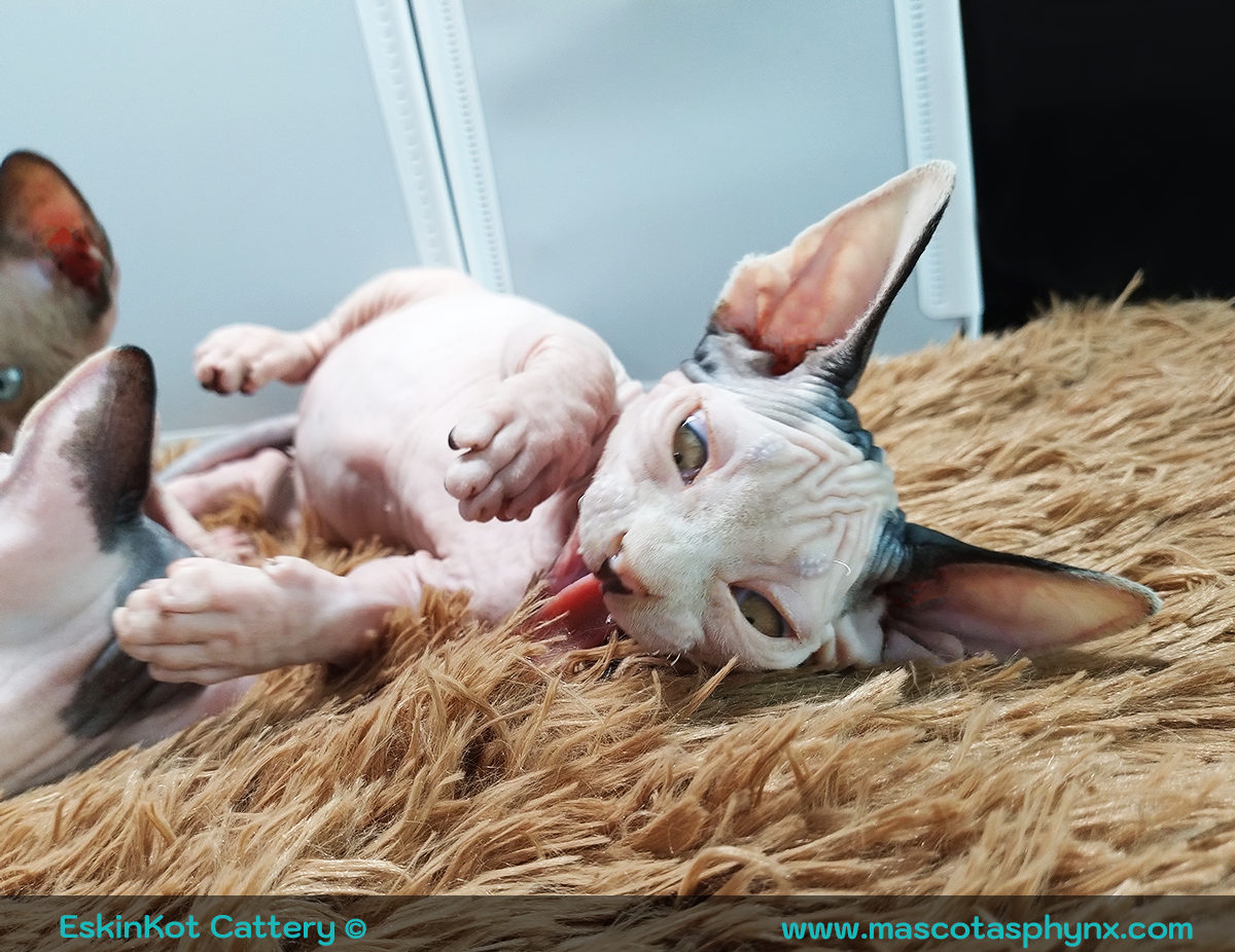 Gato sphynx bicolor