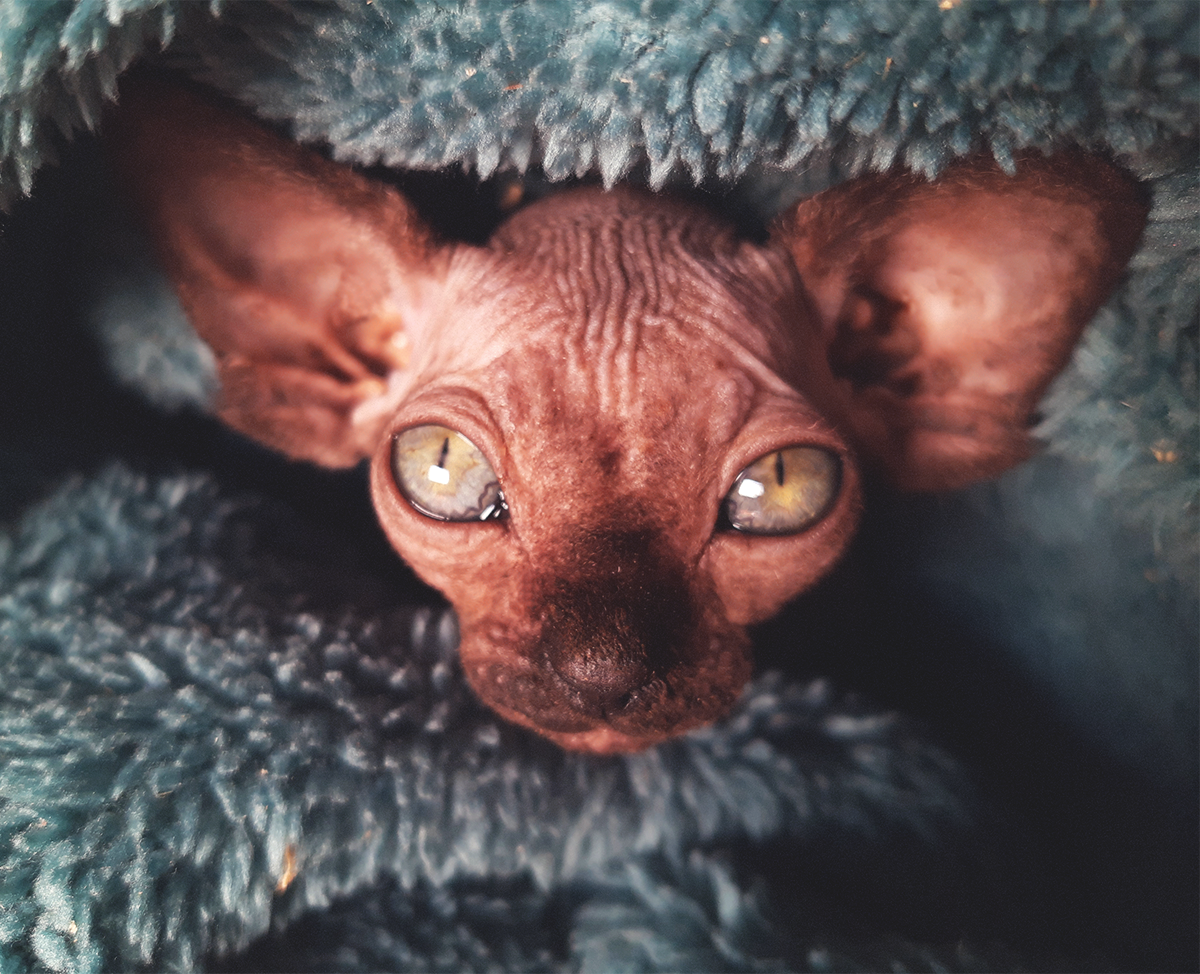 Alergia al gato: el gato sphynx