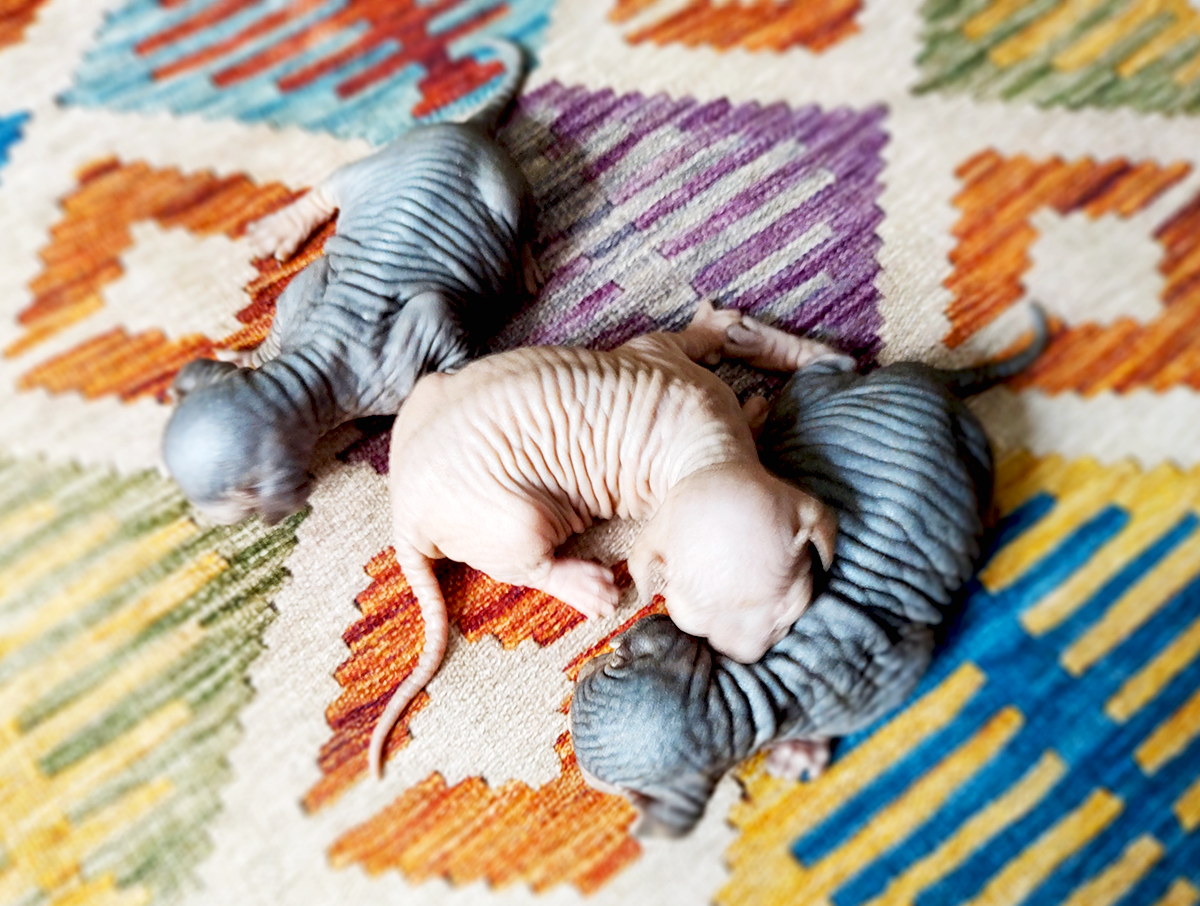 Tres gatitos sphyhnx bebe sobre tapete de figuras geométricas