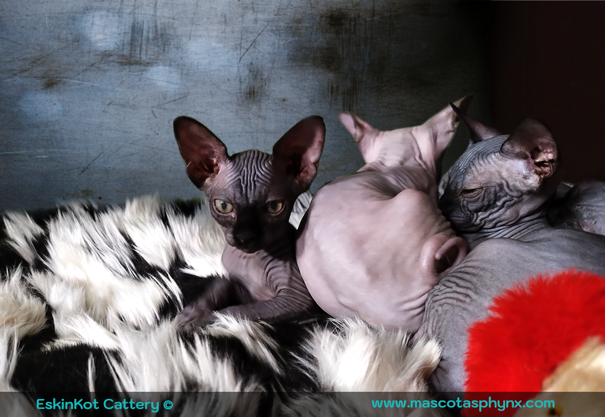 gatos negros y lila en medio