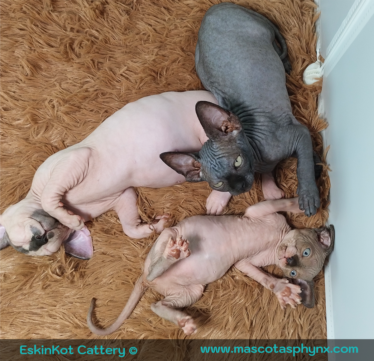 Tres gatos sphynx sobre una cobija