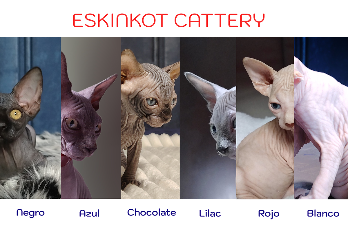 Gato Sphynx: colores, patrones y el secreto para mantener su piel radiante!
