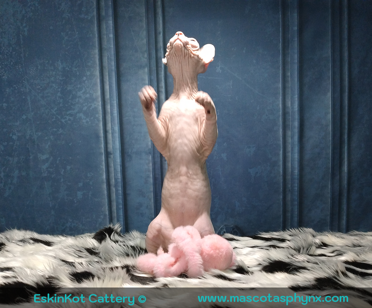 Un gato sphynx blanco parado sobre patas traseras