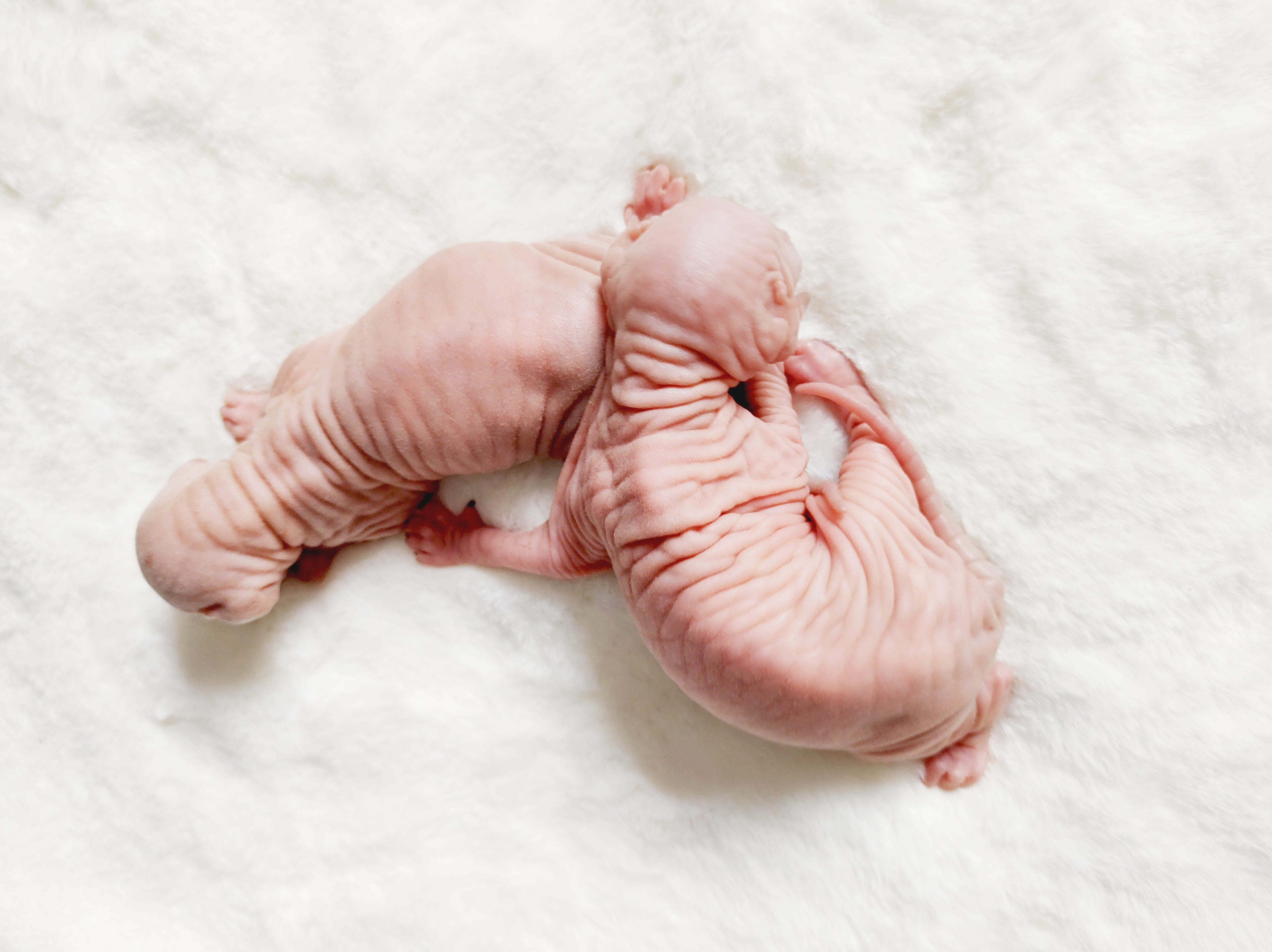 Dos gatos sphyhnx bebes acostados en la cama