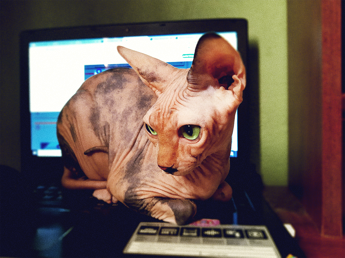 El gato sphynx: más que un gato sin pelo, un compañero para toda la vida. ¿estás preparad@?
